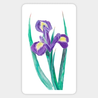 Siberian iris Magnet